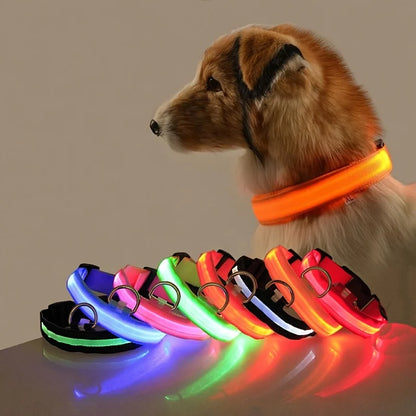 Collier LED pour chien