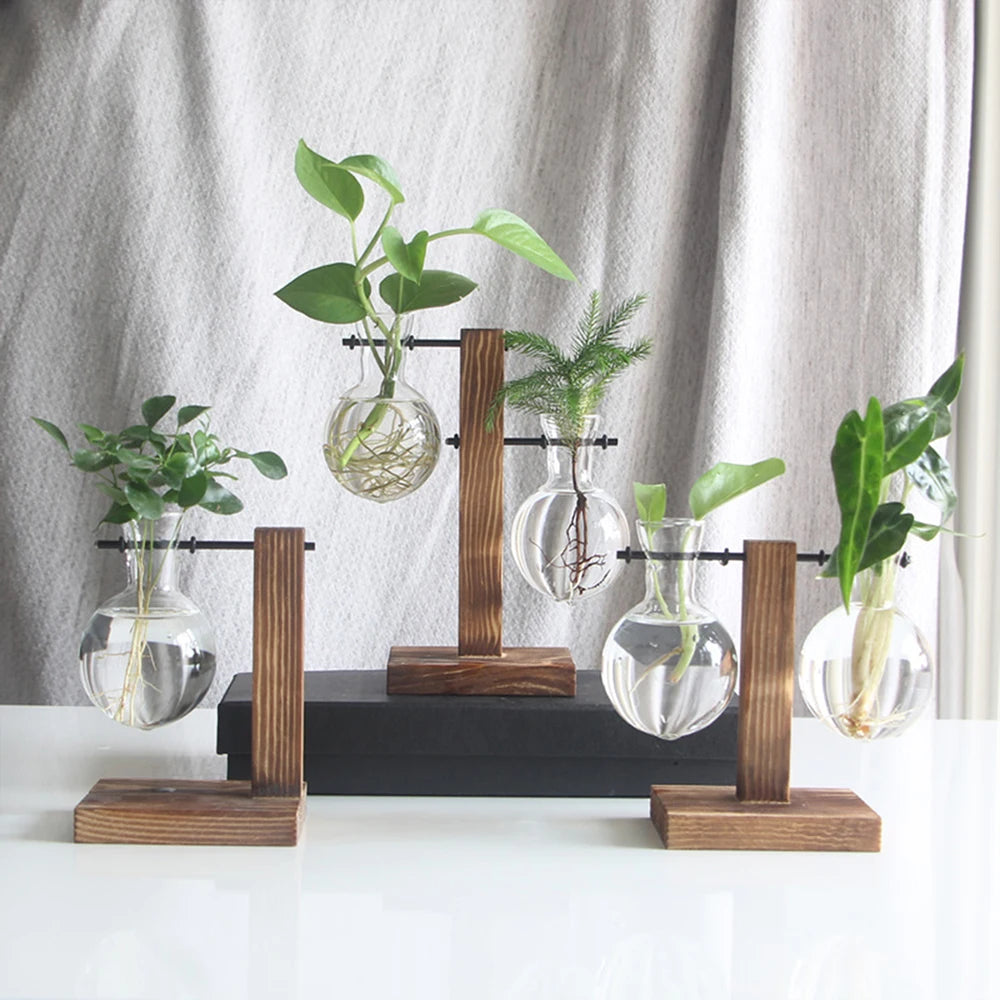 Plante verte terrarium bois design