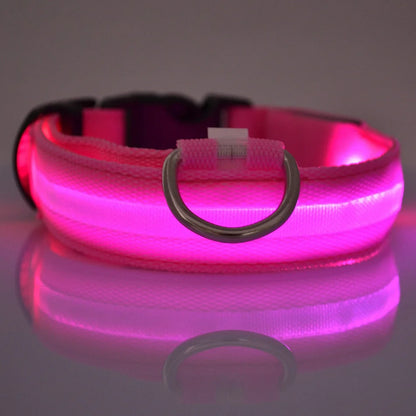 Collier LED pour chien