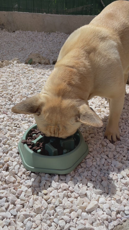 Vidéo démonstration chien gamelle